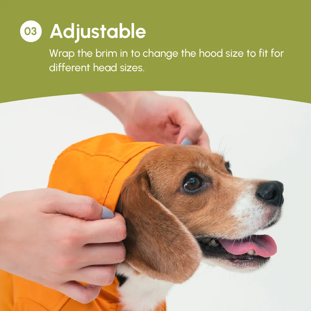Beagle wearing an orange adjustable raincoat with a hood, showing a snug fit while being adjusted.