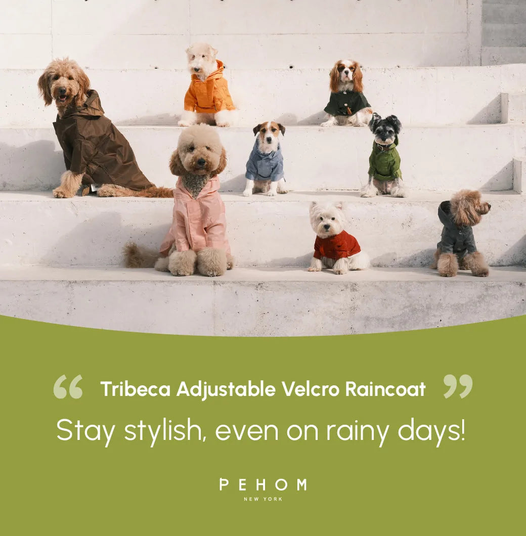 A group of dogs in various colorful raincoats, showcasing different styles and sizes on stone steps.