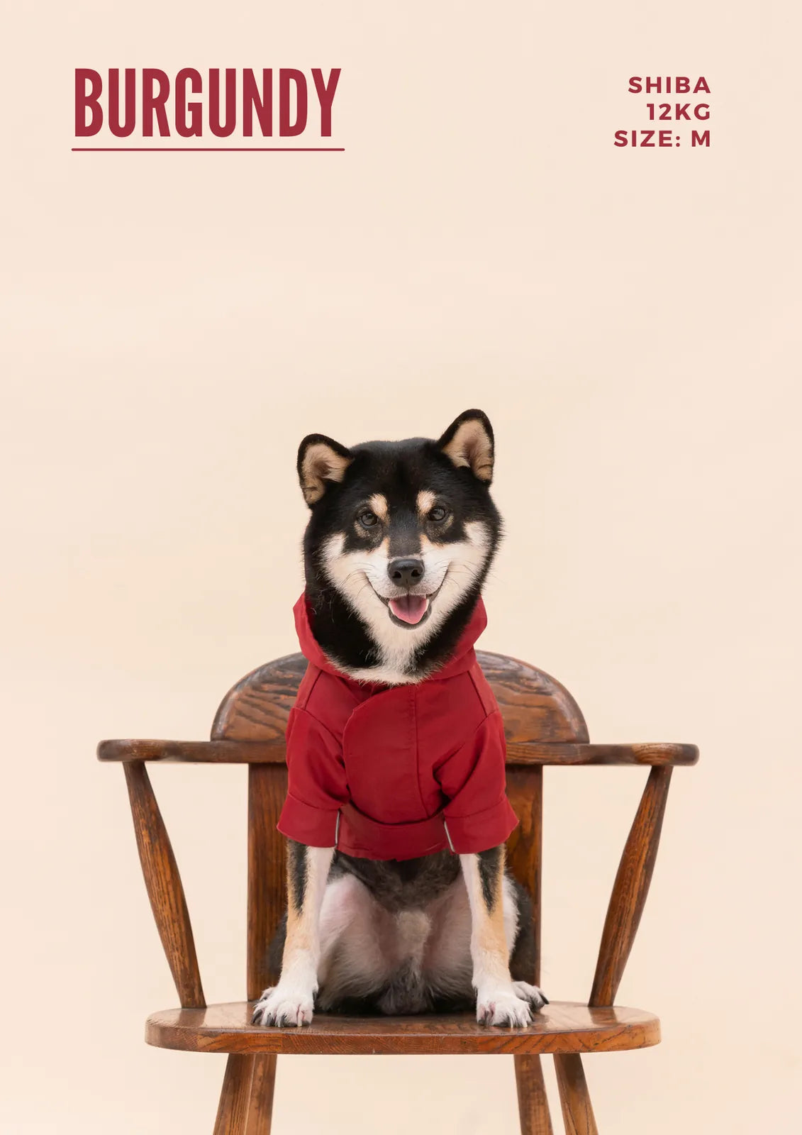 Shiba Inu wearing a red raincoat with a hood, sitting on a wooden chair against a beige background.