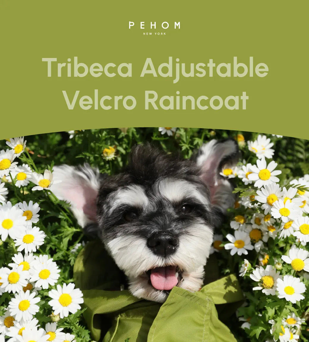 Happy dog wearing an olive green adjustable velcro raincoat, surrounded by white daisies in a sunny outdoor setting.