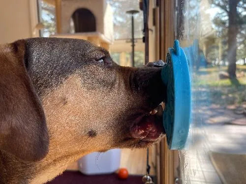 Dog engaging with a blue turtle-shaped lick mat attached to a window, highlighting its suction cups and textured surface.