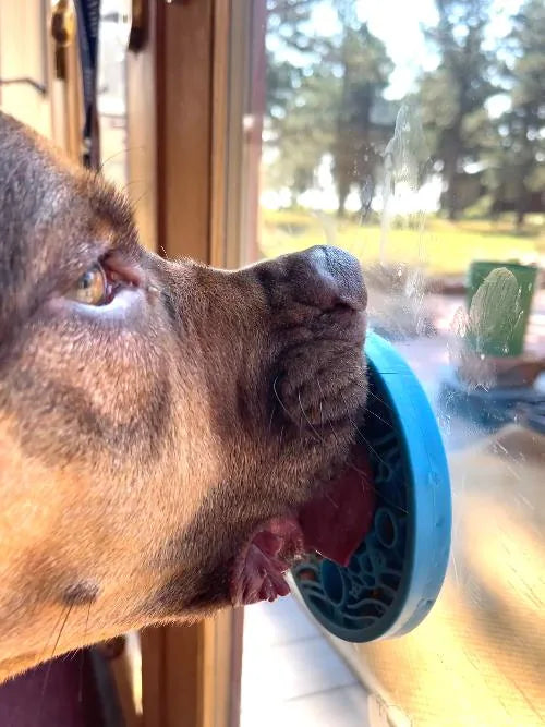 Brown dog licking a blue turtle-shaped eMat suctioned to a glass surface, enjoying a treat while gazing outside.