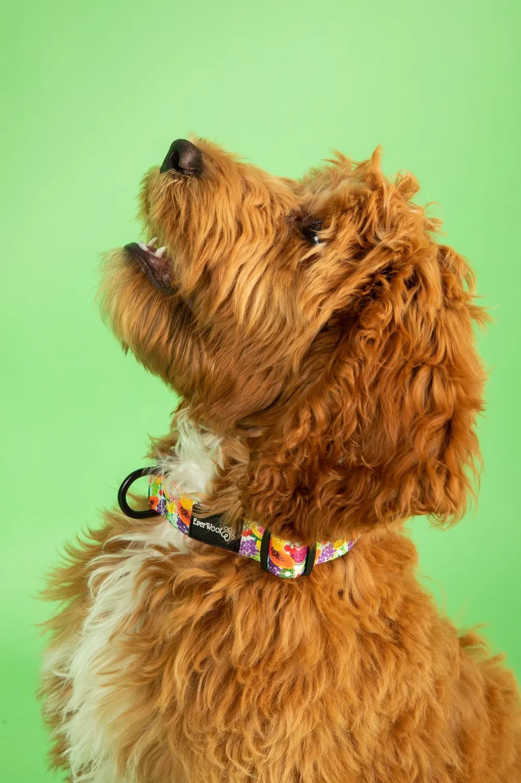 Tutti Frutti adjustable collar by EverWoof on a fluffy, golden dog against a vibrant green background.