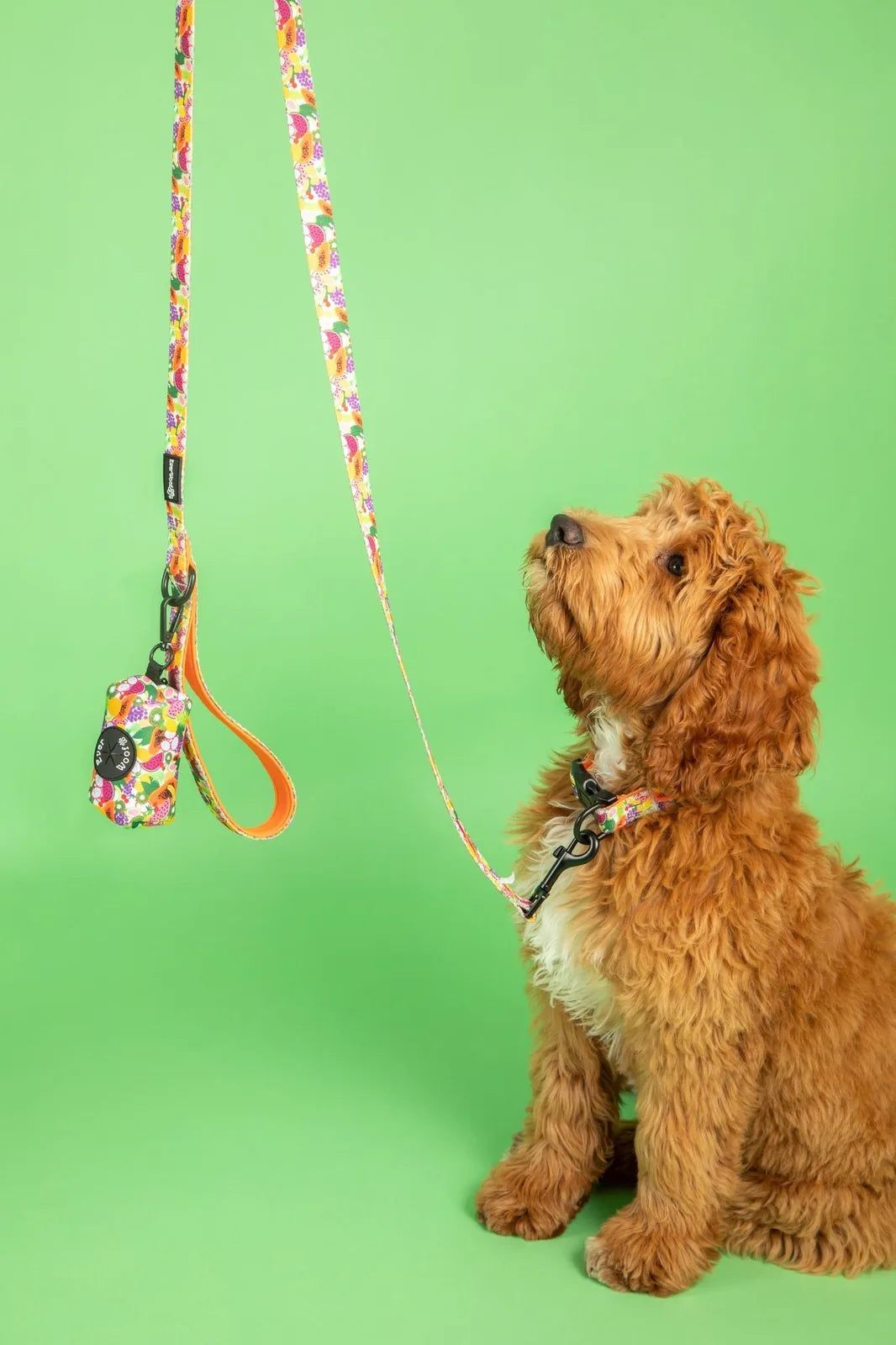 Colorful Tutti Frutti waste bag holder attached to a leash, with a fluffy golden dog looking up against a bright green bac...