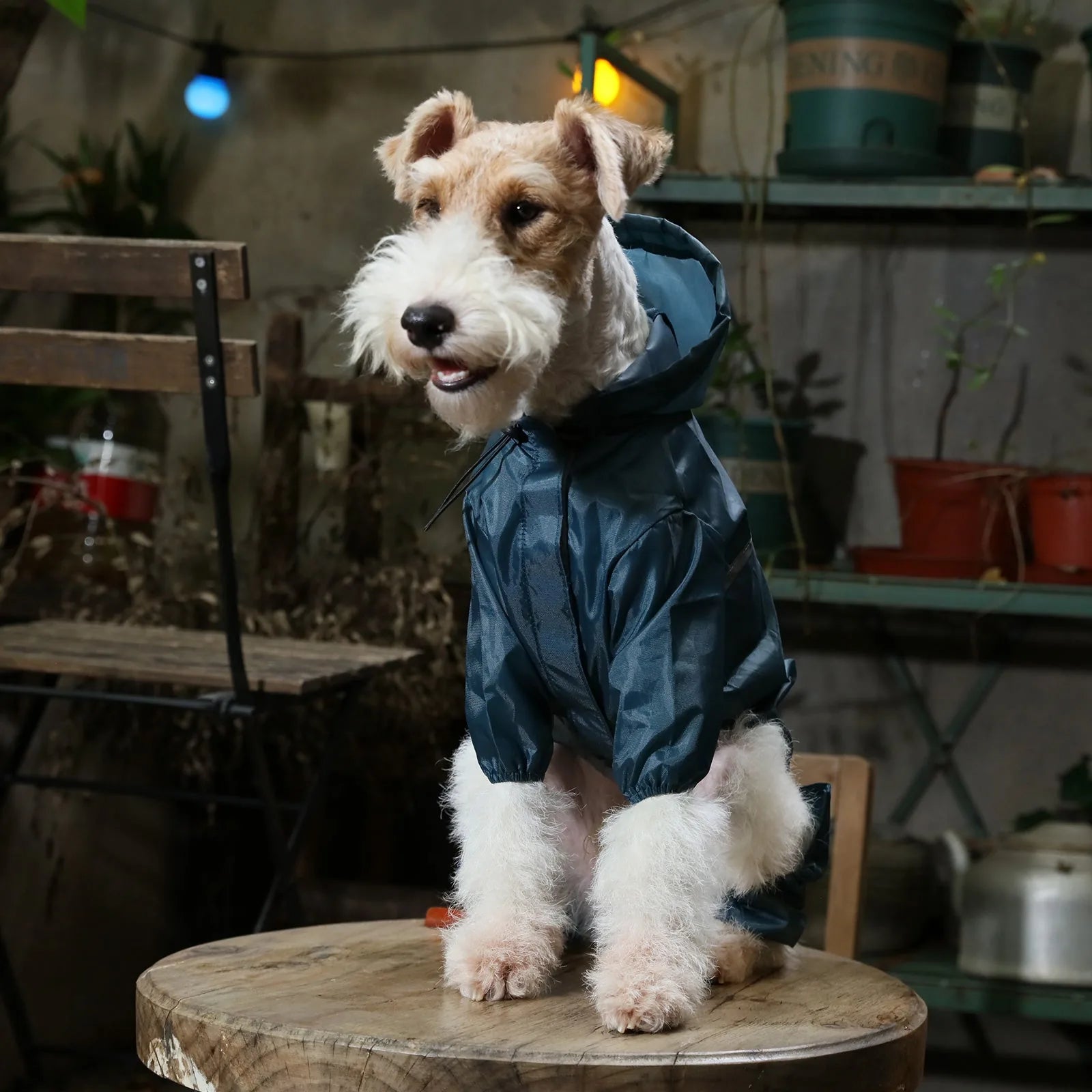 Blue waterproof dog jacket with hood, featuring a reflective design, sitting comfortably on a wooden stool.