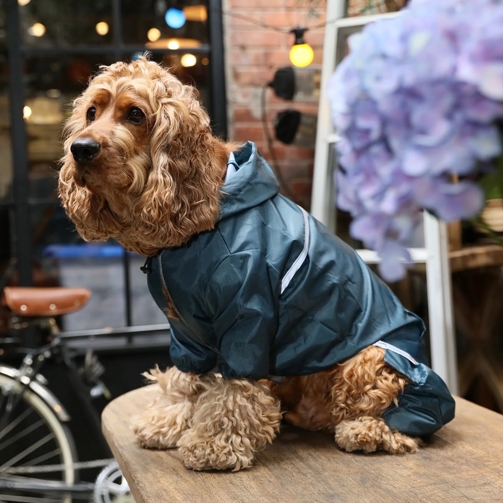 Blue waterproof dog jacket on a seated dog, featuring a hood and reflective details, perfect for rainy walks.