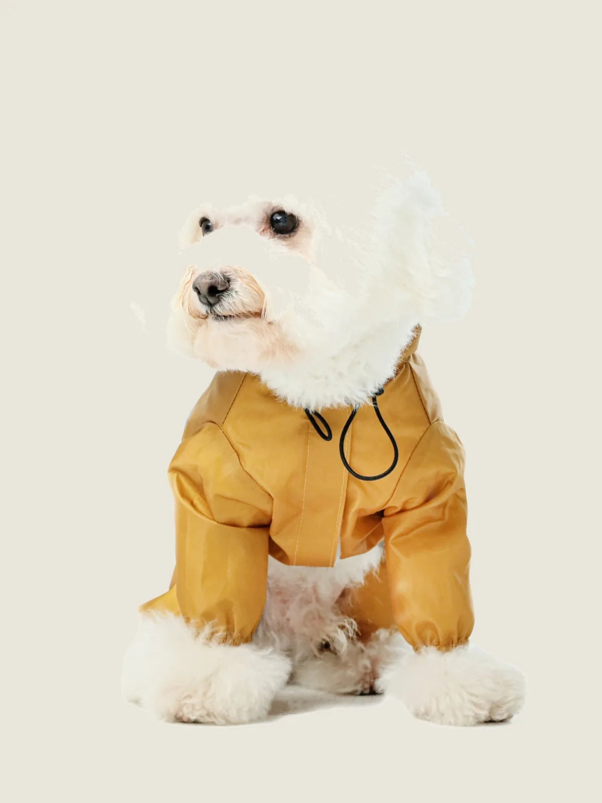 Ultralight yellow hooded waterproof dog jacket on a fluffy white dog, featuring elastic strings and a Velcro closure.