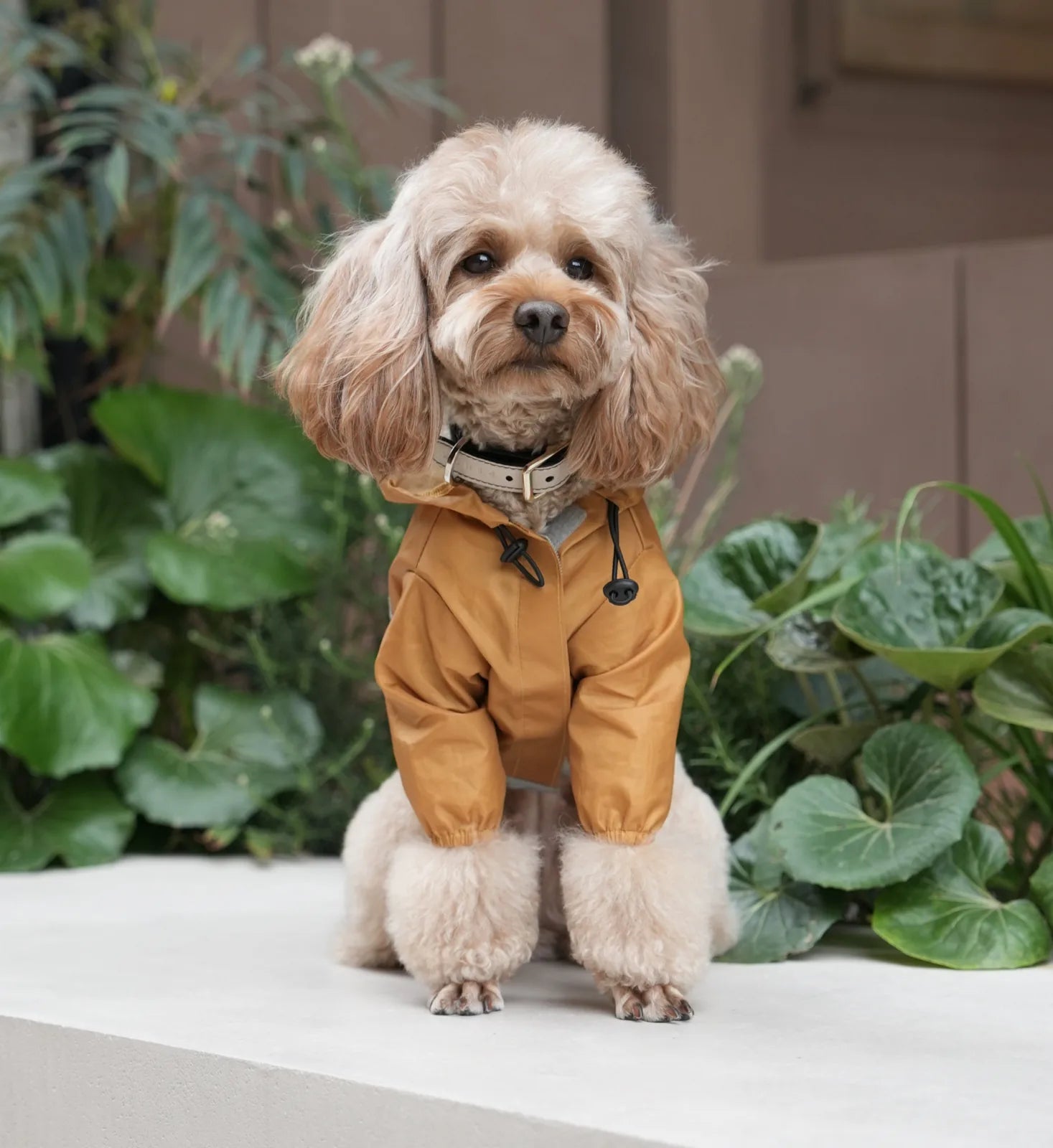Lightweight yellow waterproof dog jacket with a hood, featuring elastic strings and reflective details, worn by a fluffy dog.