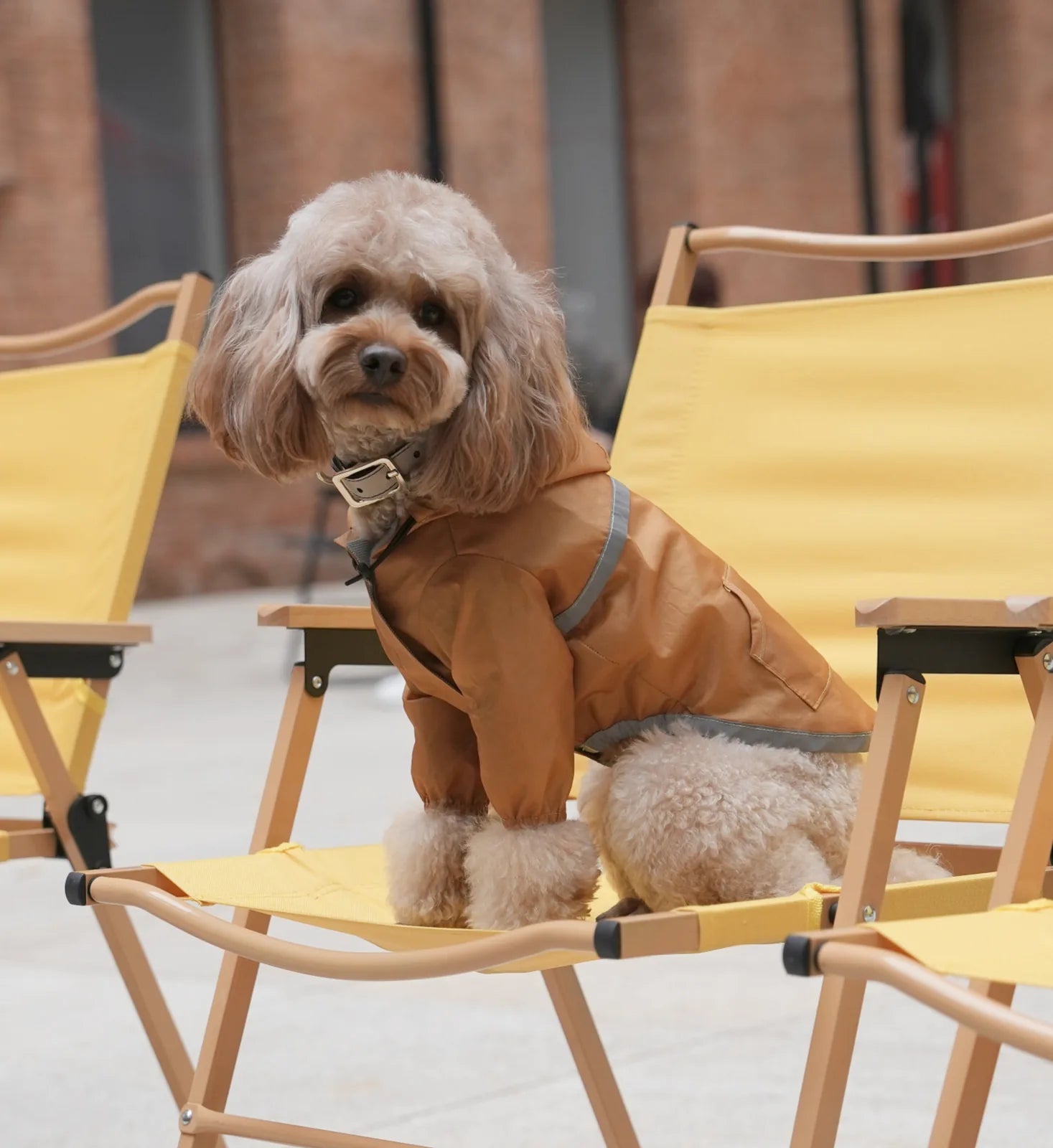 Lightweight hooded waterproof dog jacket in yellow, featuring reflective detailing, worn by a dog on a chair.