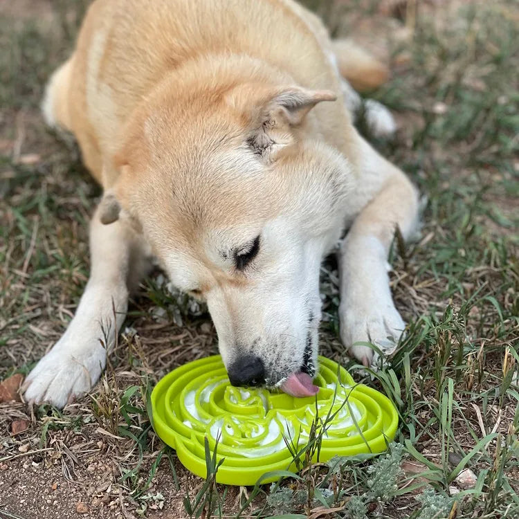 Dog enjoying a green Water Frog eTray slow feeder bowl on grass, promoting healthy and engaging mealtime.
