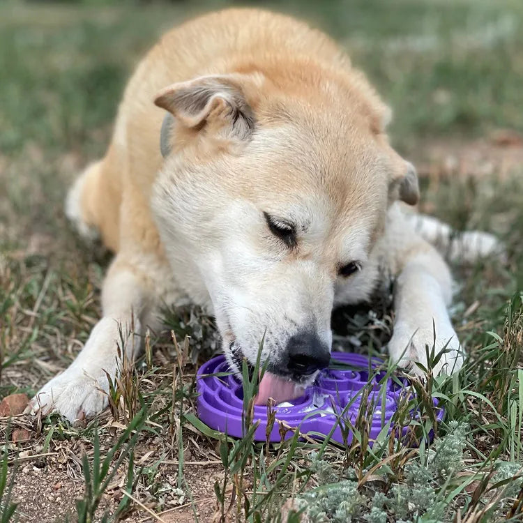 Dog licking a purple Water Frog eTray slow feeder bowl on grass, promoting slower eating and mental enrichment.