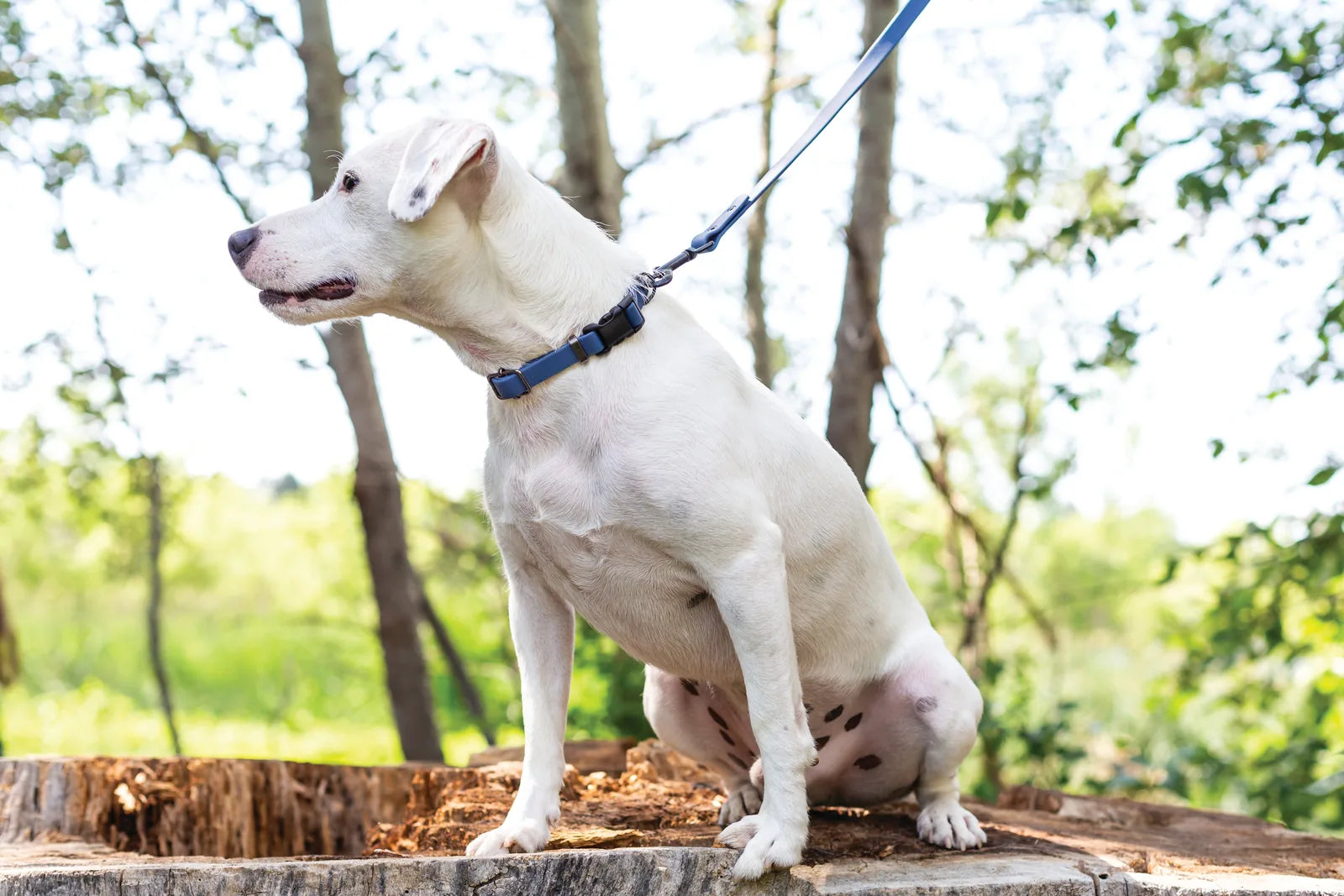 White dog wearing a blue nylon leash, sitting on a log with green foliage in the background, highlighting comfort and style.