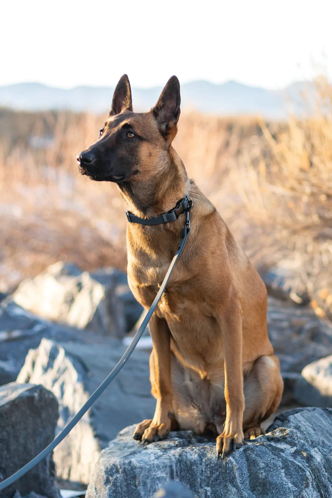 Tan dog wearing a black Euro-Dog waterproof collar and leash, sitting on a rock with a mountainous background.
