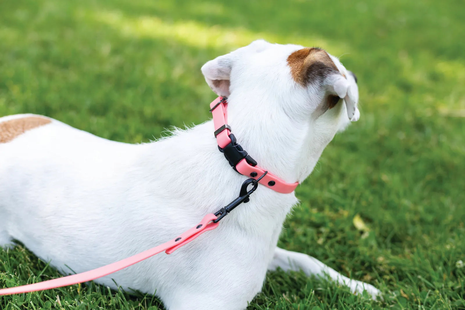 Waterproof Coral Reef collar on a white dog, paired with a matching leash, resting on green grass.