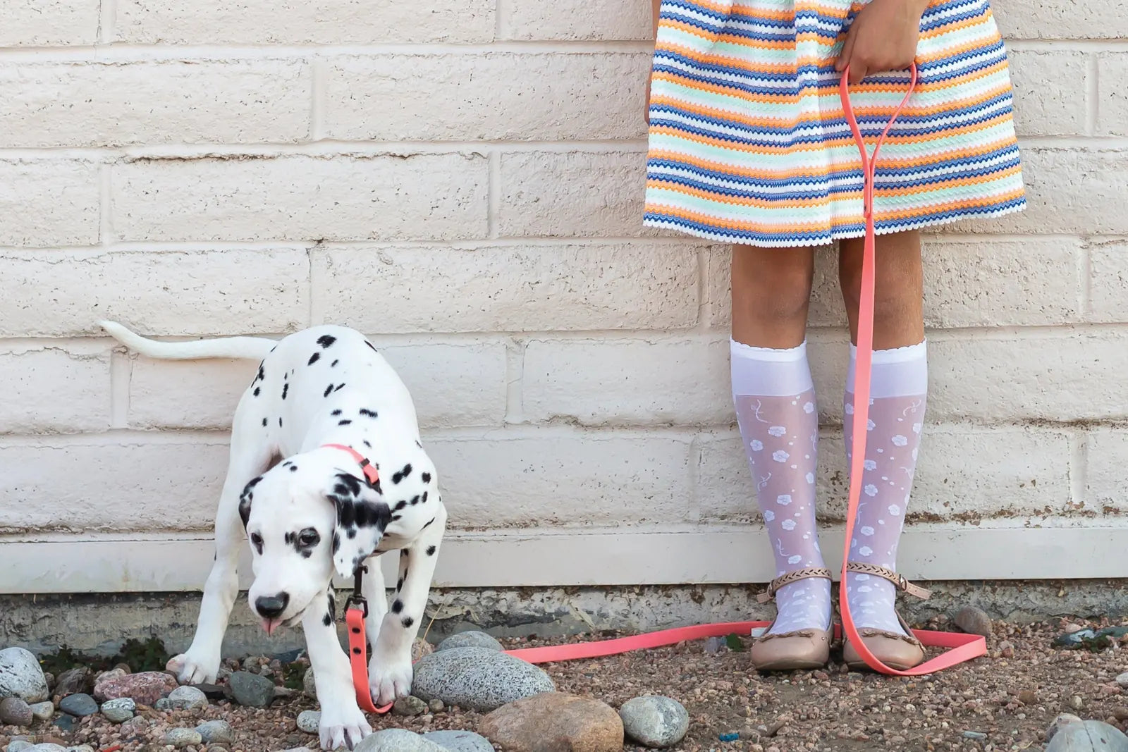 Dalmatian puppy wearing a coral waterproof leash, walking beside a child in a colorful dress against a textured wall.