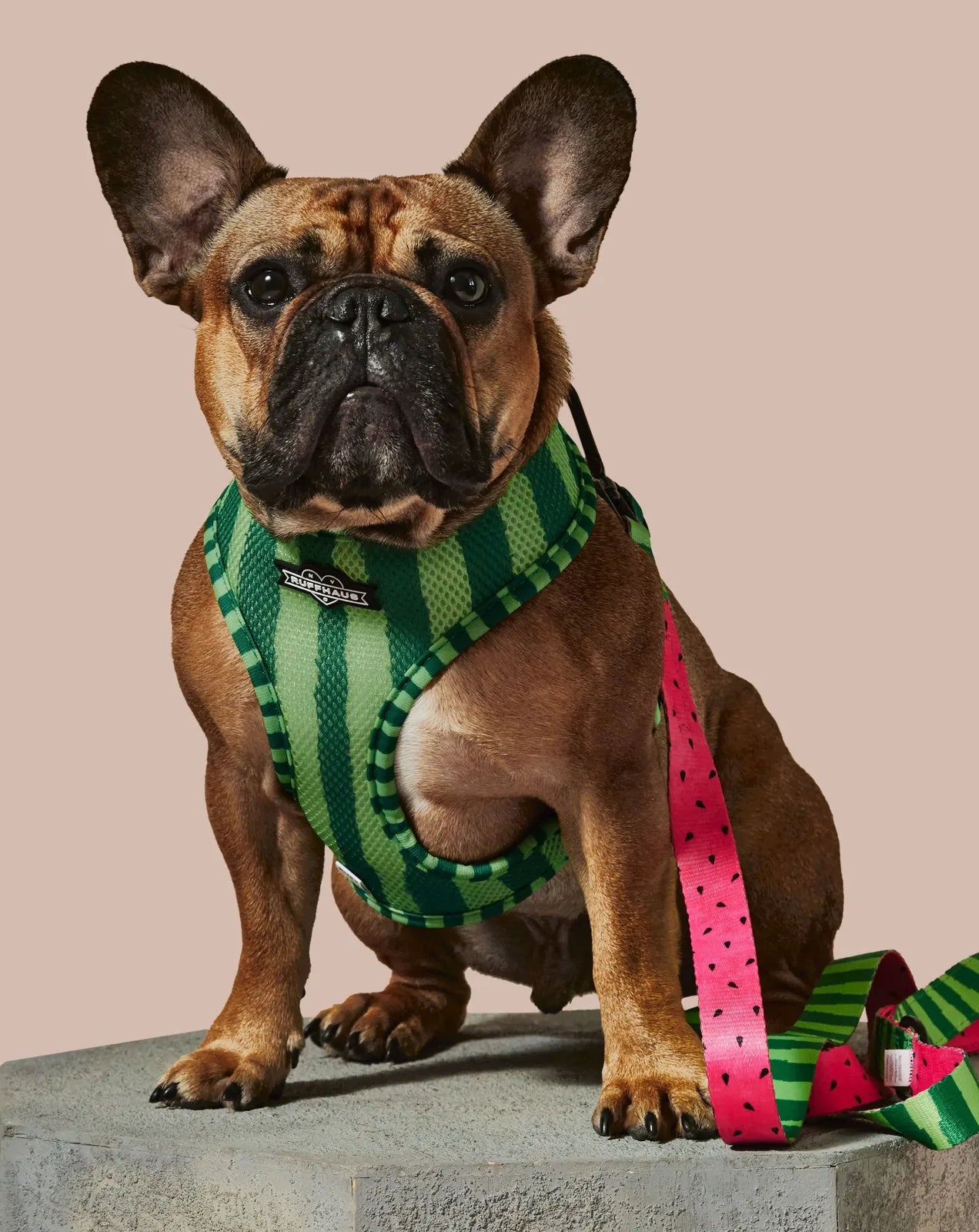 French Bulldog in a green striped harness with a watermelon-patterned leash, posed on a stone surface against a pink backg...