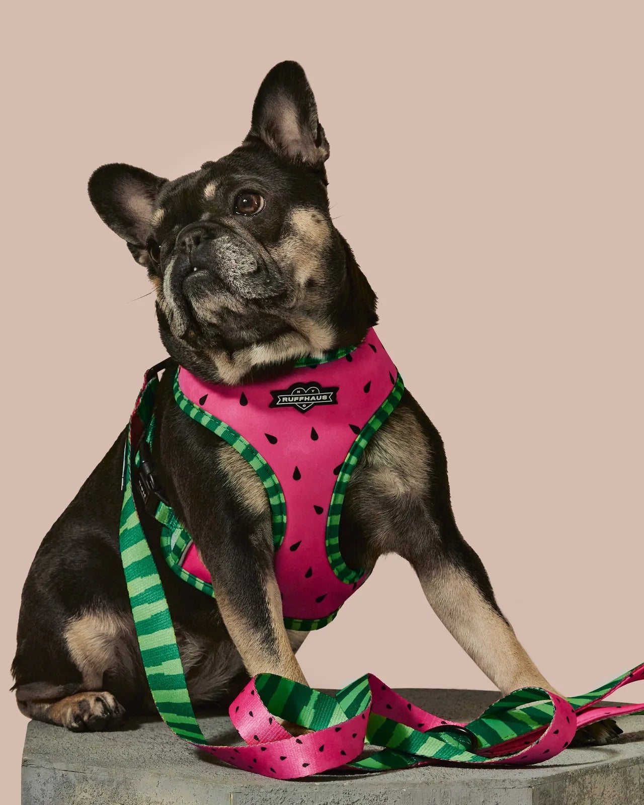 Stylish pink dog harness with black watermelon seed pattern, paired with a green striped leash, ideal for walks.