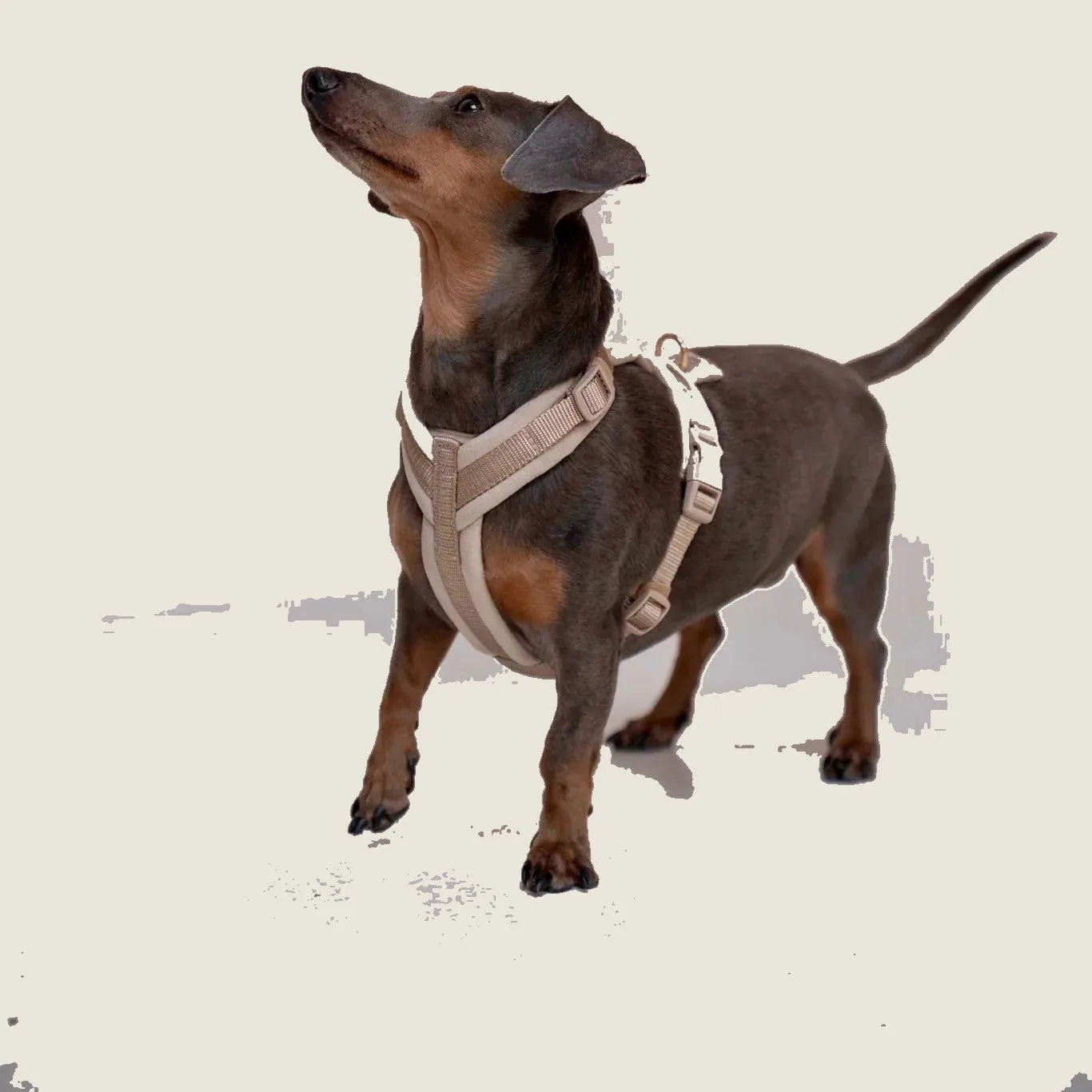 Elegant tan velvet dog harness on a dachshund, featuring adjustable straps and soft padding for comfort.