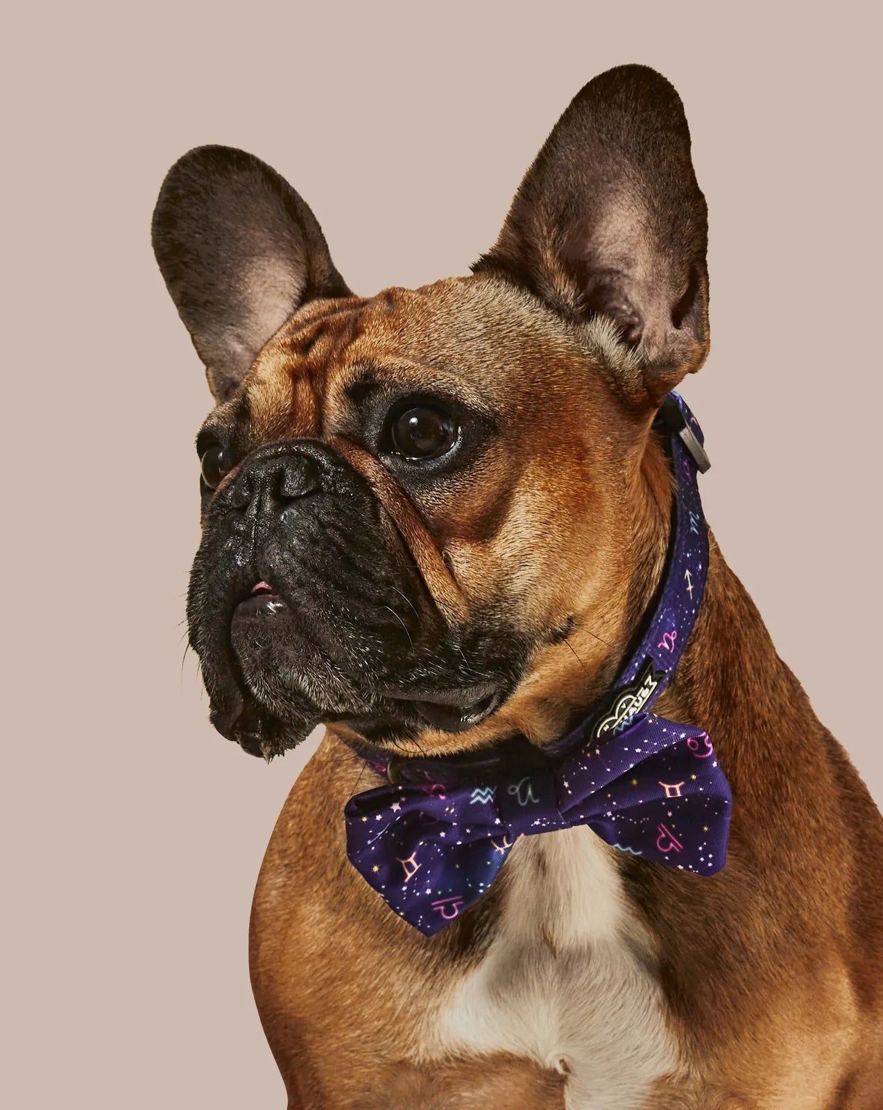 French Bulldog wearing a purple Zodiac Drip collar with a matching bowtie, featuring a starry pattern.