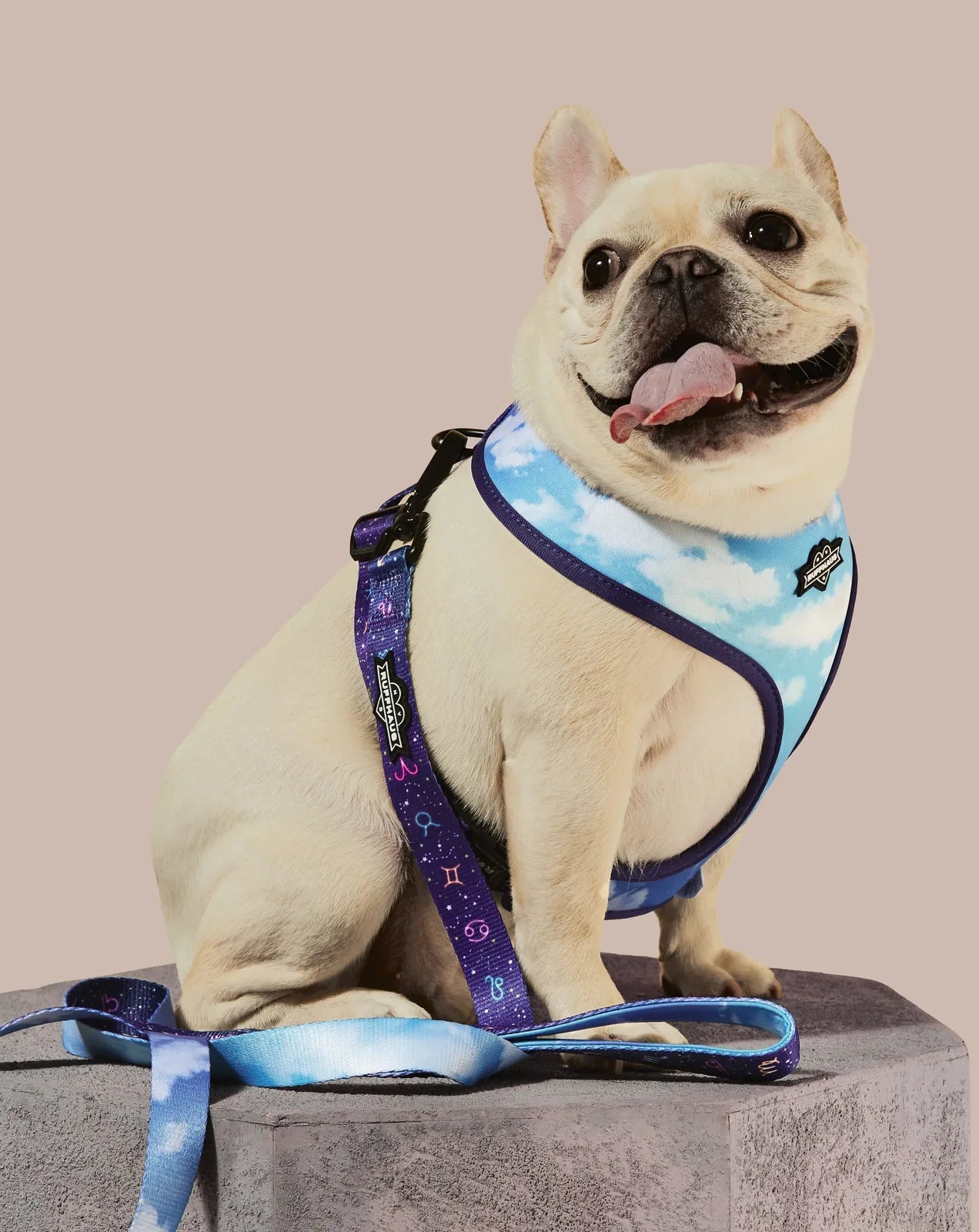 Stylish cream French Bulldog wearing a cloud-patterned harness and a zodiac-themed leash, posed on a gray pedestal.